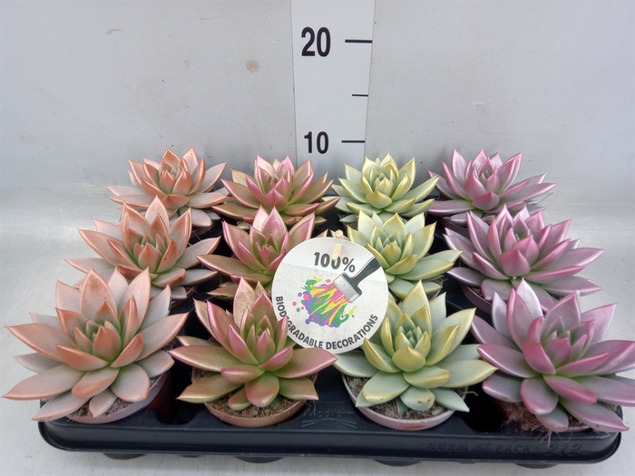 <h4>Echeveria  'Miranda'</h4>