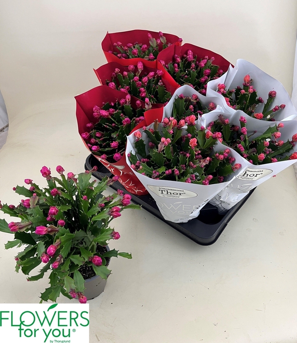 <h4>SCHLUMB GEM 2 KL</h4>