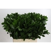 Ruscus Hypophyllum