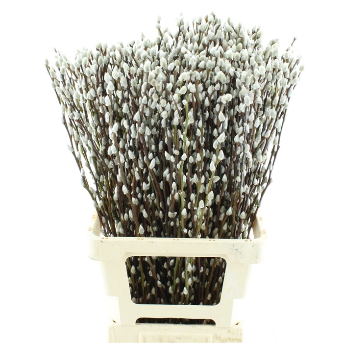 <h4>Salix Caprea 'snow Flake' (ch) Fresh!</h4>