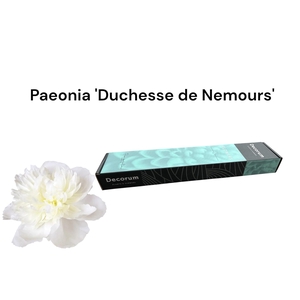 Paeonia 'Duchesse de Nemours Small Box 20