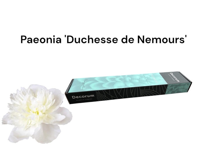 <h4>Paeonia 'Duchesse de Nemours Small Box 20</h4>