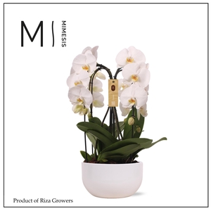 Phalaenopsis Arrangement Crown White 4 spike - 26cm in Saskia White | Mimesis