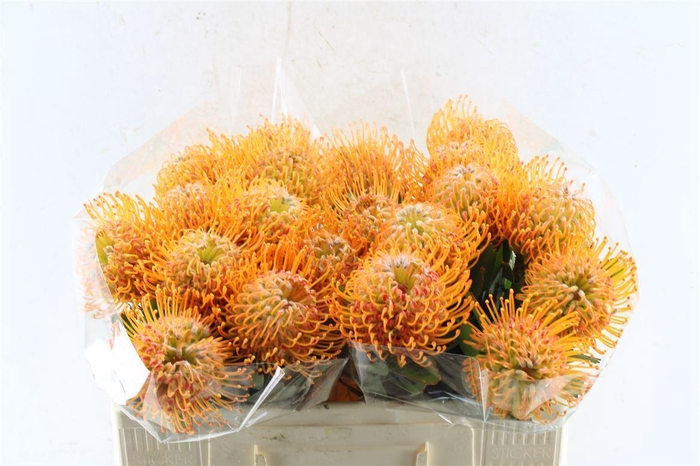 <h4>Leuco Co Soleil Xl</h4>