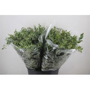 Euca Parvifolia Short 150gr P Bunch