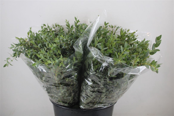 <h4>Euca Parvifolia Short 150gr P Bunch</h4>