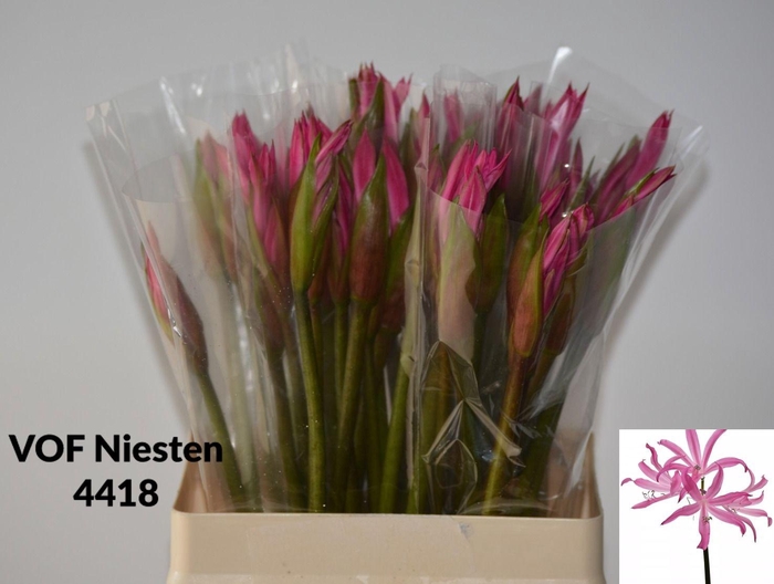 <h4>AMA BD ANASTASIA</h4>