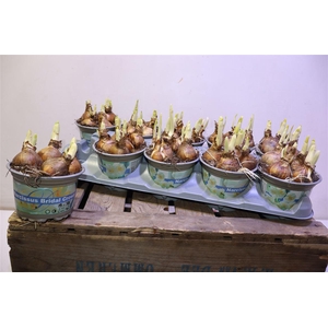 arr8 Narc D Bridal Crown