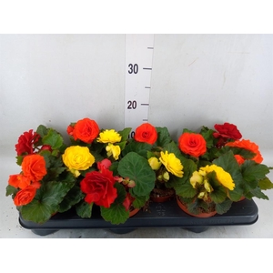 Begonia tuber.   ...