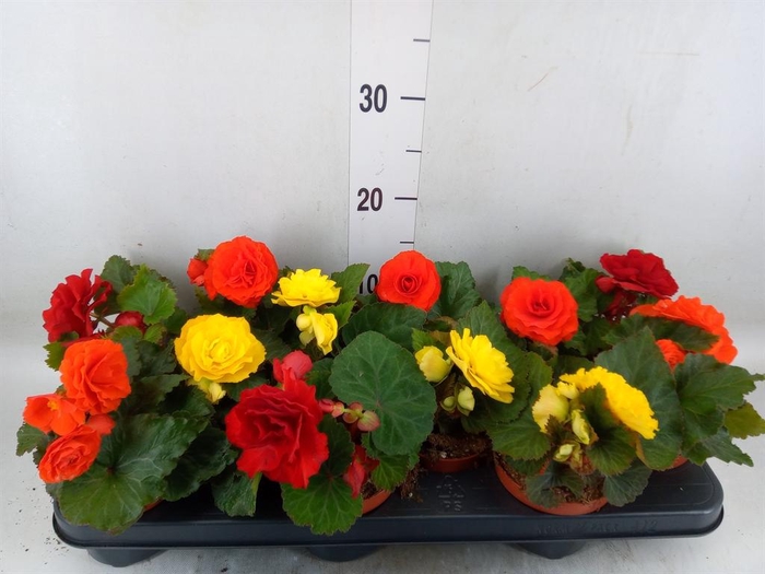 <h4>Begonia tuber.   ...</h4>