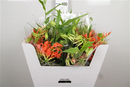 <h4>Gloriosa Leonella Long</h4>