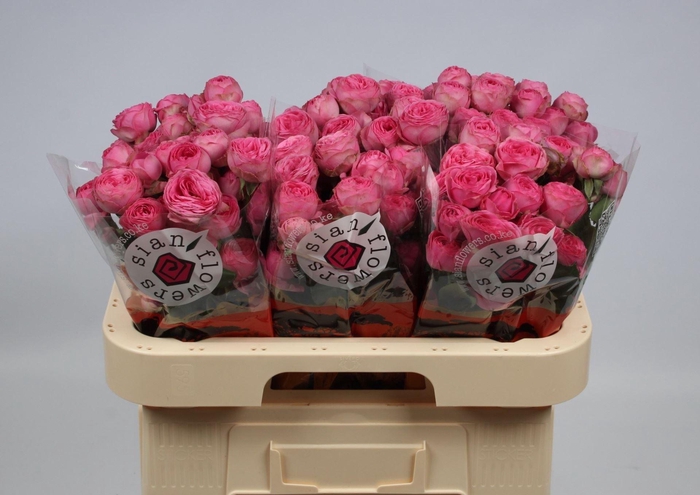 <h4>ROSA TR 'GISELLE'</h4>