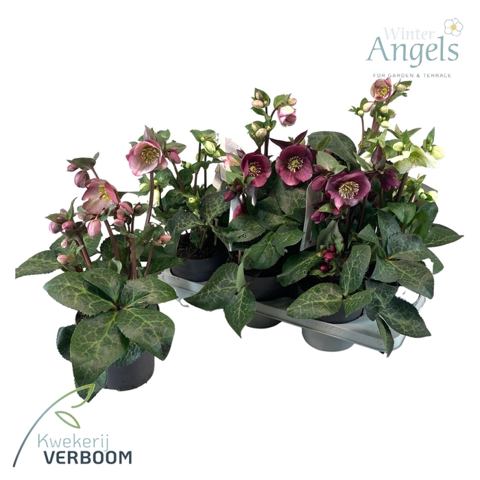 <h4>Helleborus Frostkiss mix p15 medium</h4>