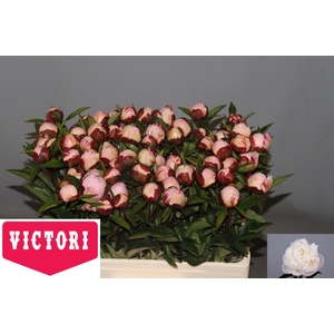 PAEO L GARDENIA