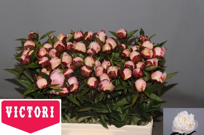 <h4>PAEO L GARDENIA</h4>