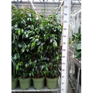 Ficus benja. 'Midnight Lady'