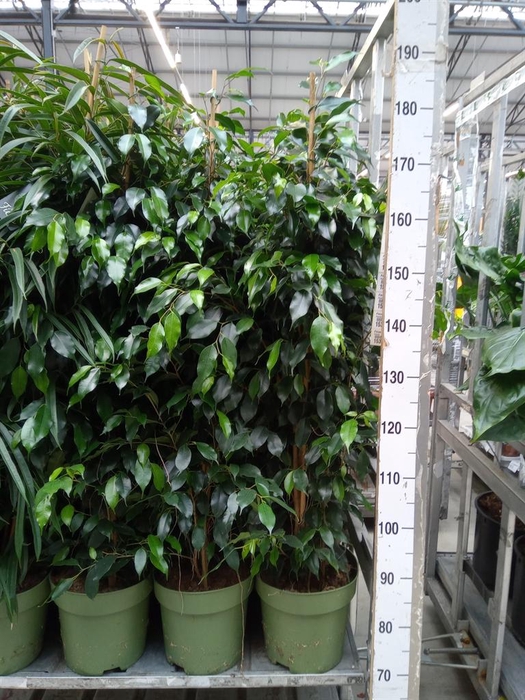 <h4>Ficus benja. 'Midnight Lady'</h4>
