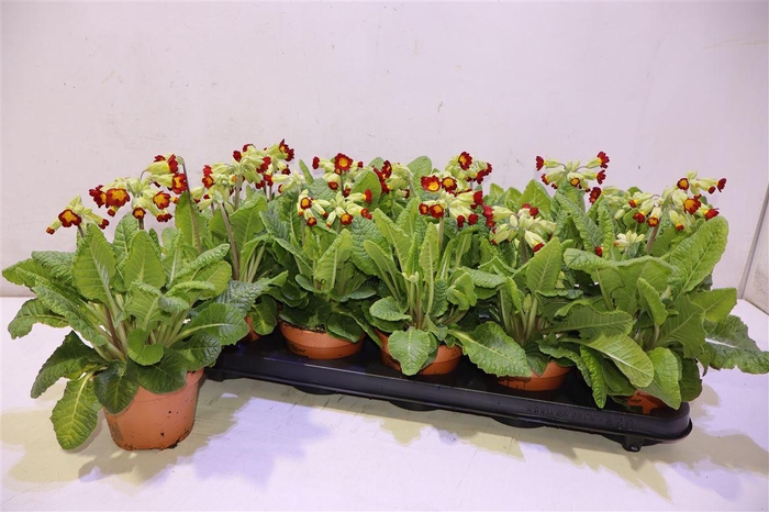 <h4>Prim Ver Cabrillo</h4>