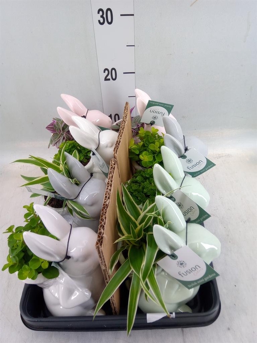 Planten  ..in schaal H%