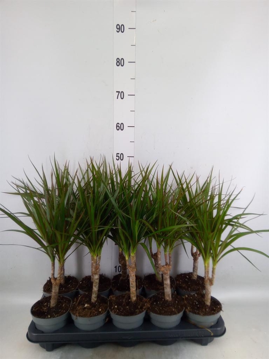 <h4>Dracaena marg.</h4>