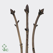 <h4>Aesculus hippocastanum</h4>