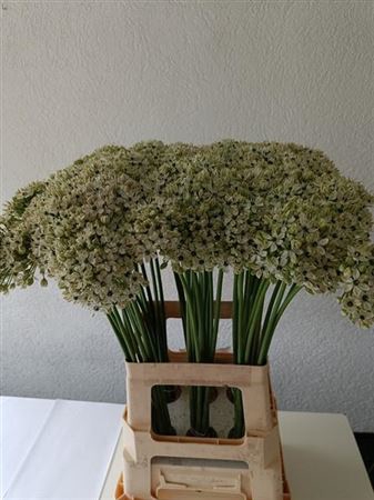 Allium Nigrum 70cm