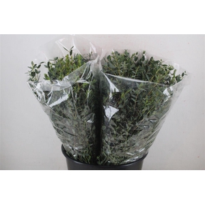 Euca Parvifolia Short 150gr P Bunch