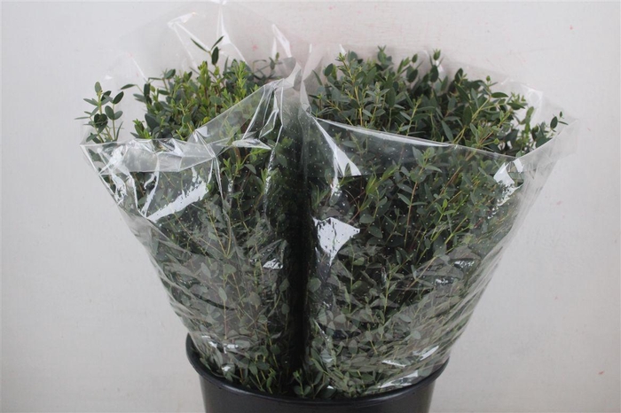 <h4>Euca Parvifolia Short 150gr P Bunch</h4>