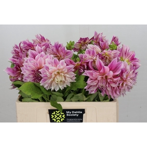 Dahlia Cafe Au Lait Royal