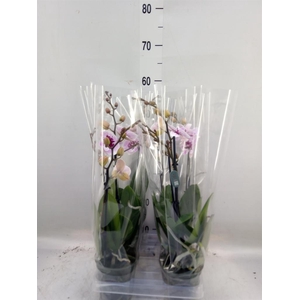 Phalaenopsis  'Hot Lip'