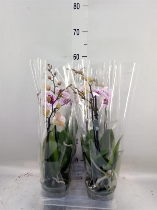 <h4>Phalaenopsis  'Hot Lip'</h4>