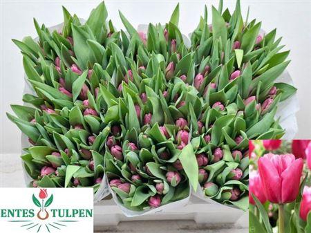 <h4>Tu En Jumbo Pink</h4>