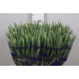 Iris Prof Blaauw