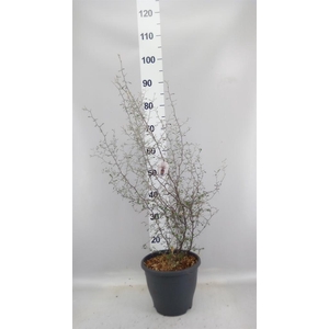 Corokia cotoneaster