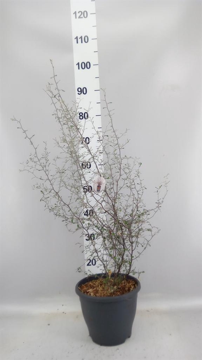 <h4>Corokia cotoneaster</h4>
