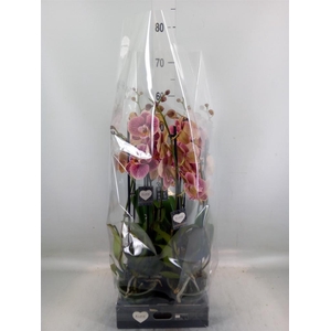 Phalaenopsis   ...rose