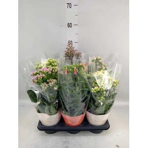 Kalanchoe blos. 'Veranda'   ...mix