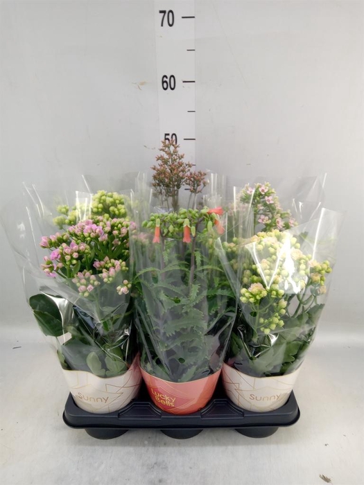 <h4>Kalanchoe blos. 'Veranda'   ...mix</h4>