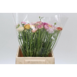 RAN ANDREA CAPPUCCIN