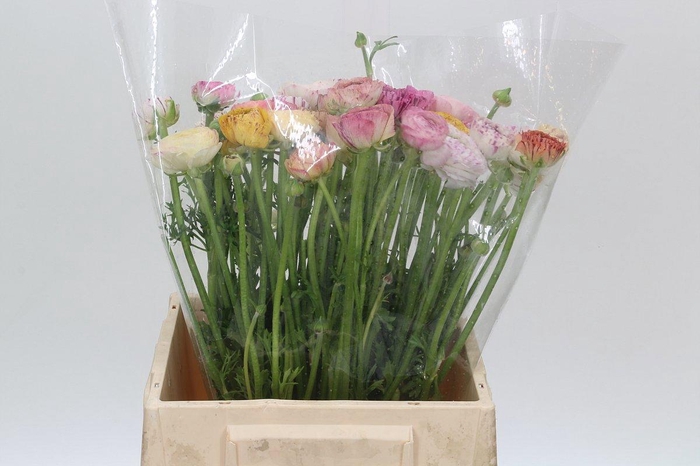 <h4>RAN ANDREA CAPPUCCIN</h4>