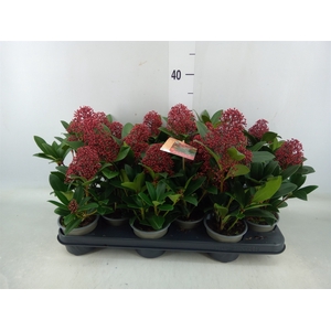 Skimmia jap. 'Rubella'