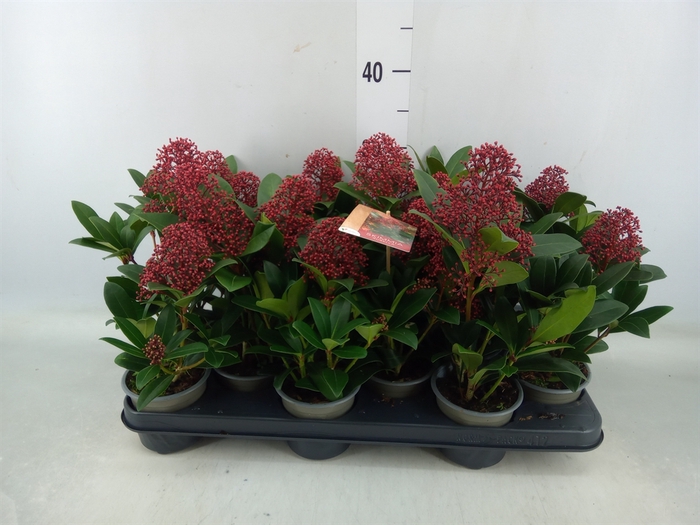 <h4>Skimmia jap. 'Rubella'</h4>