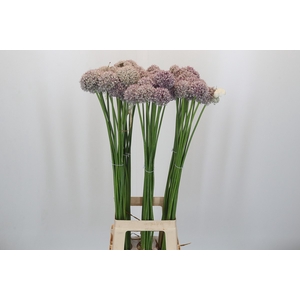 Allium Ampeloprasum