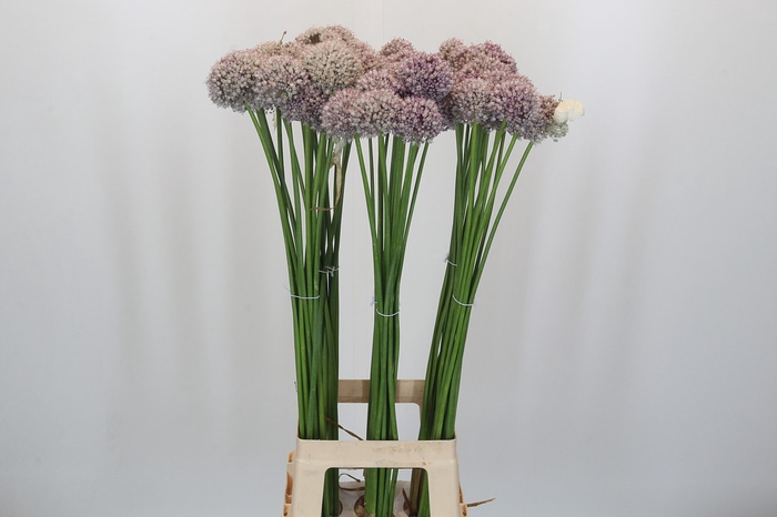 <h4>Allium Ampeloprasum</h4>