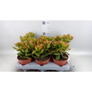 Crassula ovata 'Sunset'