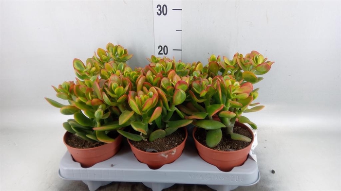 <h4>Crassula ovata 'Sunset'</h4>