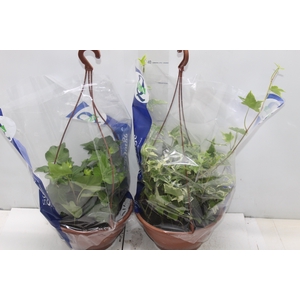HEDERA VARIADO C21 PENDENTE