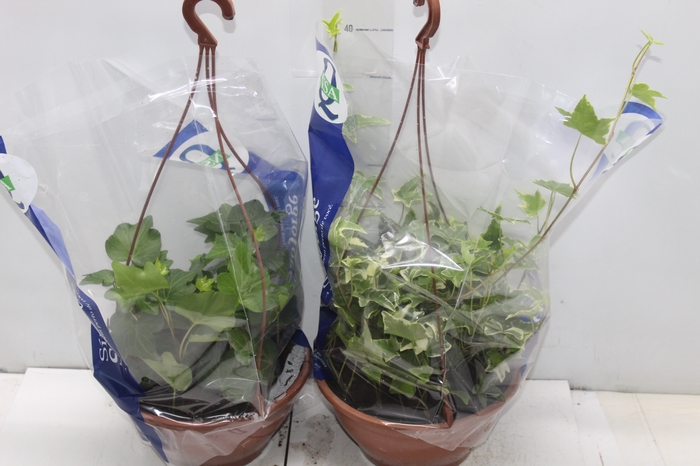 <h4>HEDERA VARIADO C21 PENDENTE</h4>