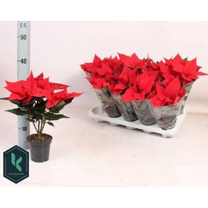 EUPHOR P CHR UNIVERS