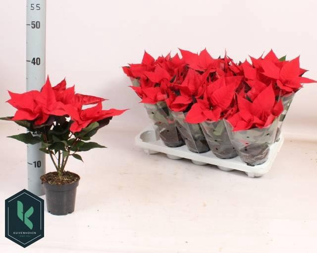 <h4>EUPHOR P CHR UNIVERS</h4>